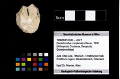 Foto (Objekt + Etikett) von Goniodromites complanatus (Reuss, 1858)  (NHMW-GEO-1990-0041-3942)